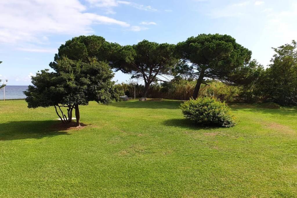 Studio Bord De Mer - Piscine - Plage San-Nicolao Exteriör bild
